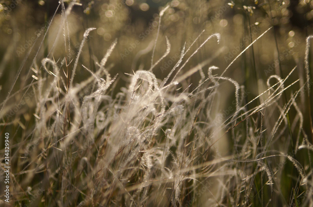 Fototapeta premium Steppe feather grass in the evening sunshine Kherson, Ukraine