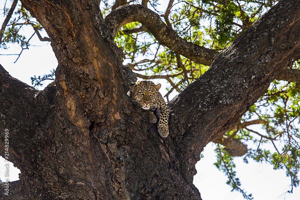 African Leopard in Tree looking 2438 African Leopard in Tree looking 2438