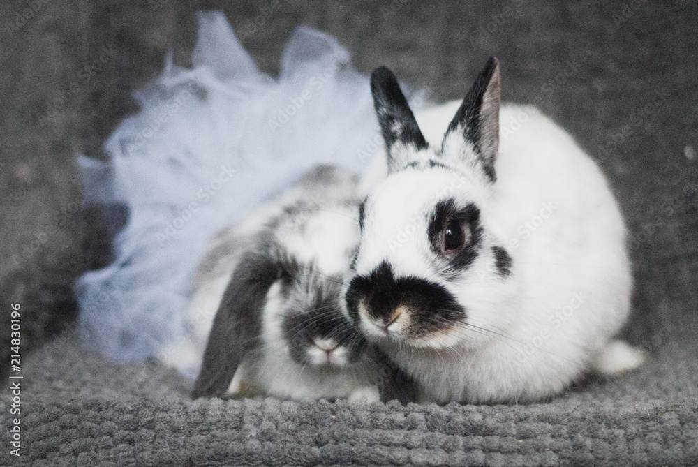 Fototapeta premium Bunnies