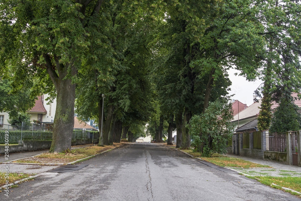 Big old trees on the residential street Big old trees on the residential street