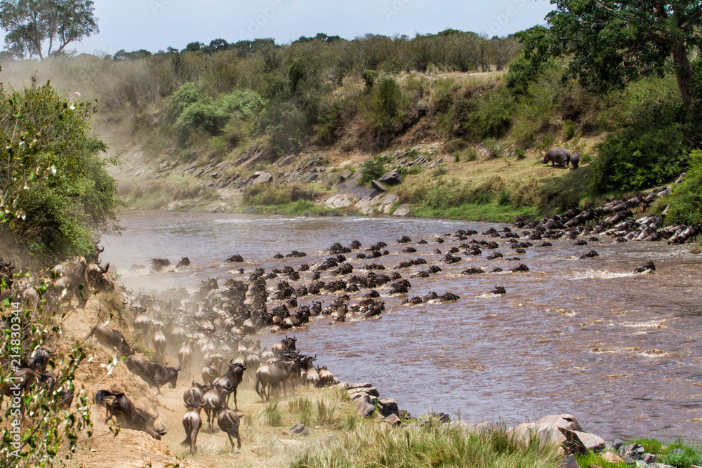 Migration of the wildebeest in the Masai Mara National Park in Kenya Migration of the wildebeest in the Masai Mara National Park in Kenya