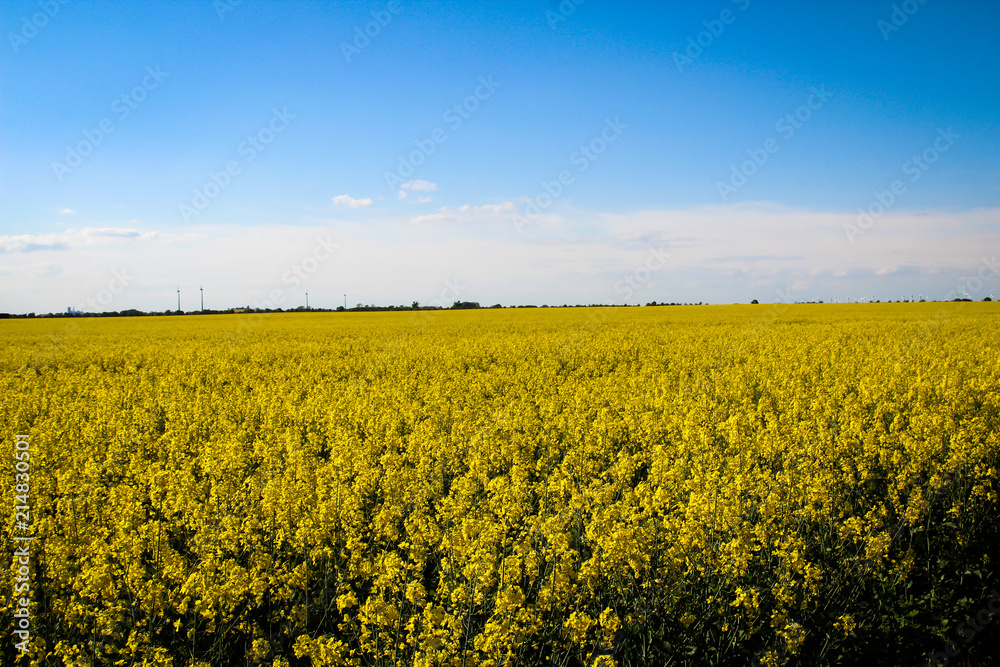 Obraz premium Rapsfeld