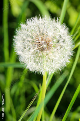 Fototapeta Naklejka Na Ścianę i Meble -  Pusteblume auf Wiese, Natur 