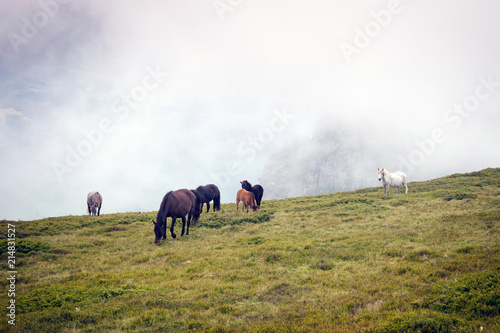 Central Balkan national park in Bulgaria animals © Petar