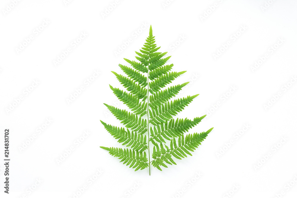 Fern leaf on white background, flat lay, top view Fern leaf on white background, flat lay, top view
