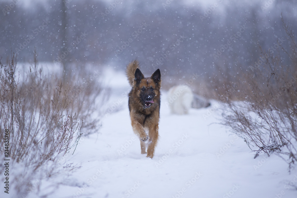 Dog in snow winter Dog in snow winter