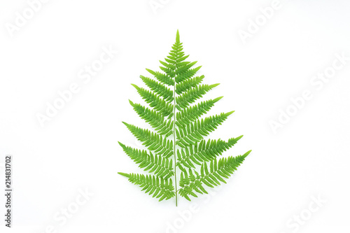 Fern leaf on white background, flat lay, top view © X-tina