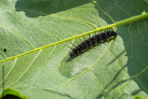 caterpillar butterfly of a peacock's eye crawls on a leaf photo