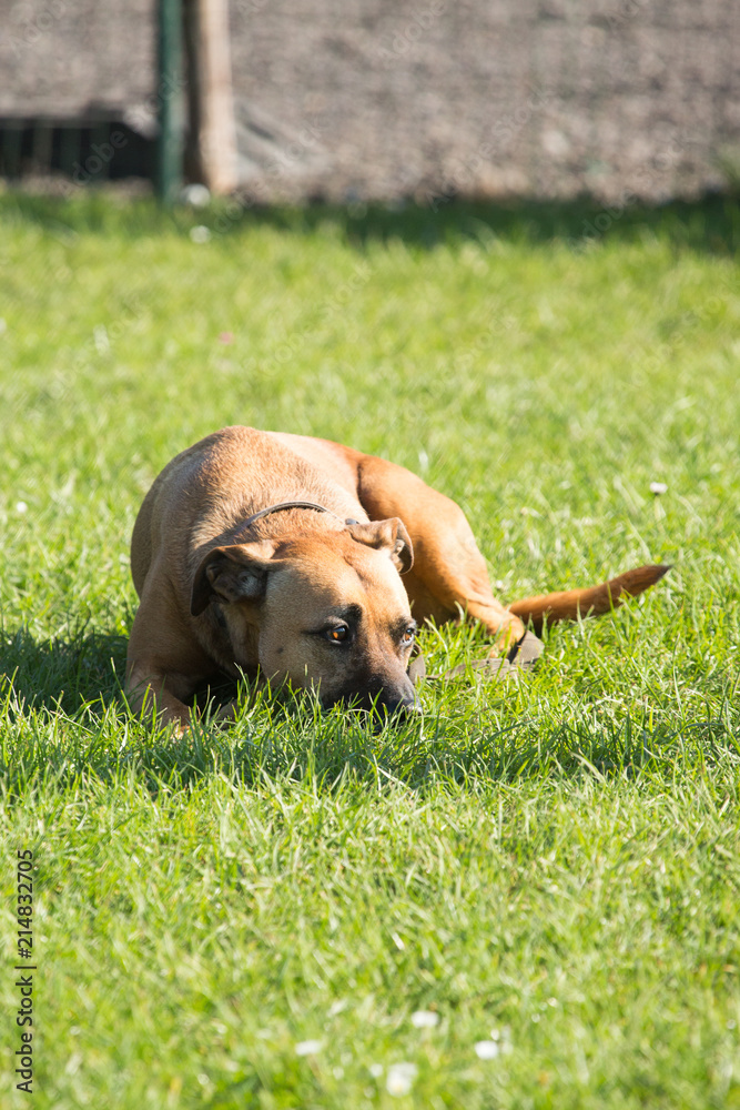 Portrait of an American Staffordshire Terrier dog living in belgium