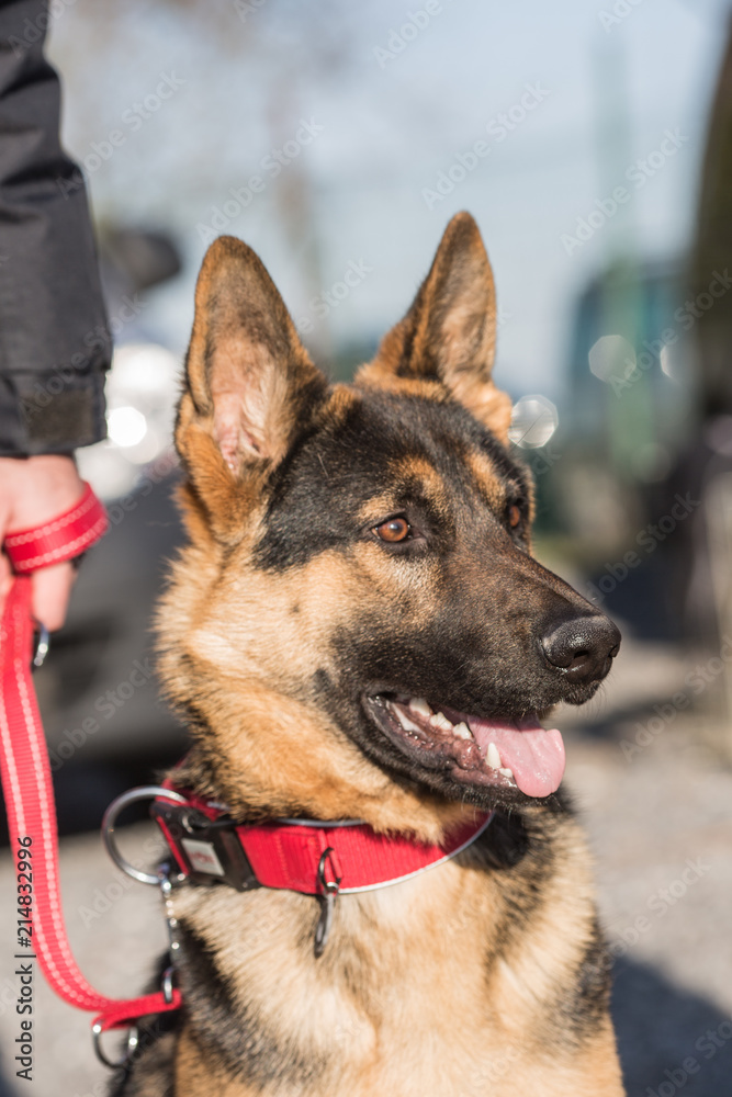 Portrait of an german sheperd dog living in belgium