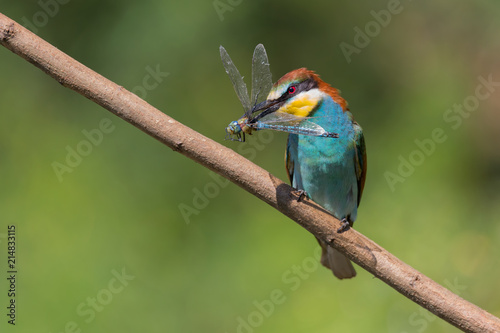 Gruccione europeo con libellula (Merops apiaster) photo