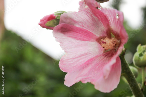 pink flower