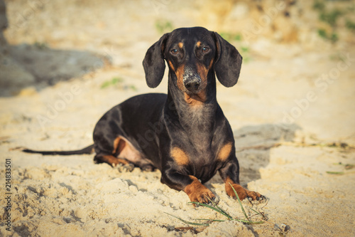dog of the Dachshund breed, black and tan, lies on a sandy beach by the sea, smeared his nose in the sand, looks into the camera
