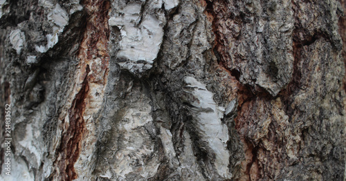 bark of tree. background. texture