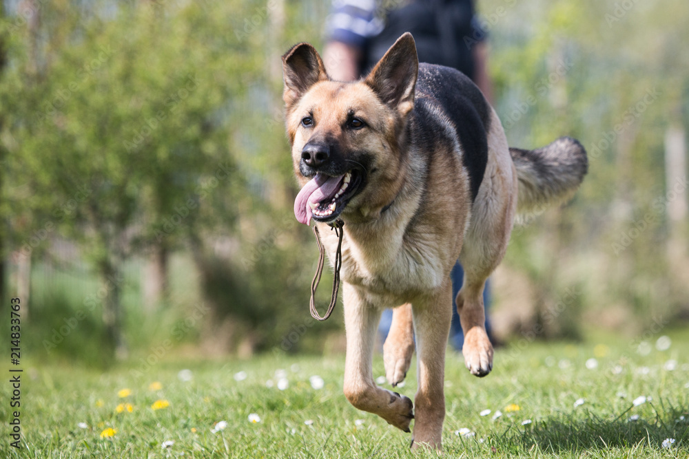 Portrait of an german sheperd dog living in belgium Portrait of an german sheperd dog living in belgium