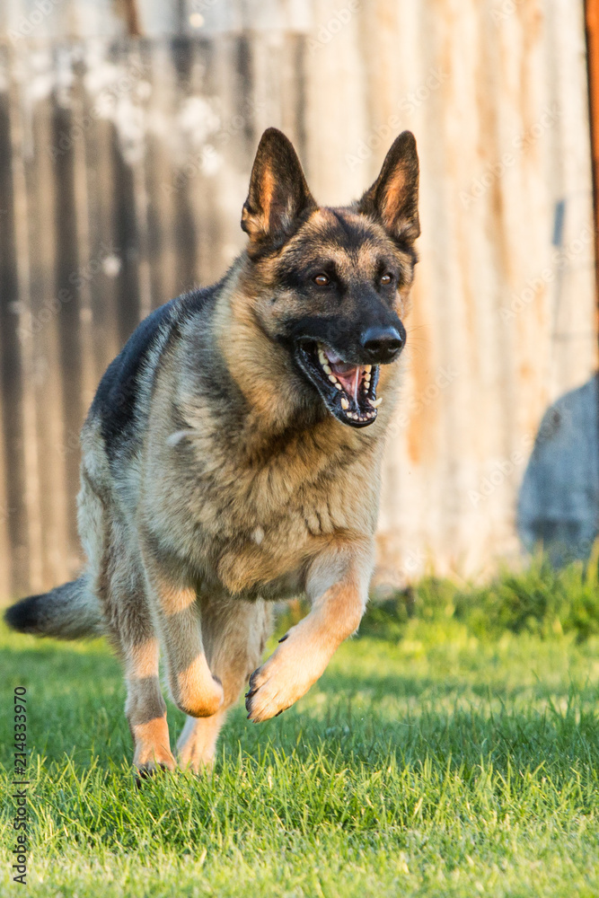 Portrait of an german sheperd dog living in belgium Portrait of an german sheperd dog living in belgium
