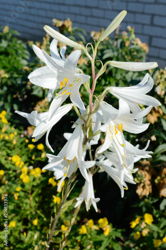 White lily Candidum. Garden flowers.