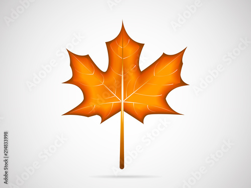 One orange maple leaf isolated on white background.