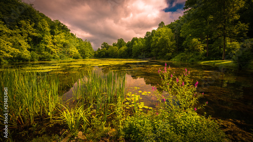 Картината върху платно Reeds, lily pads and purple loose strife on a lake with storm clouds in the sky