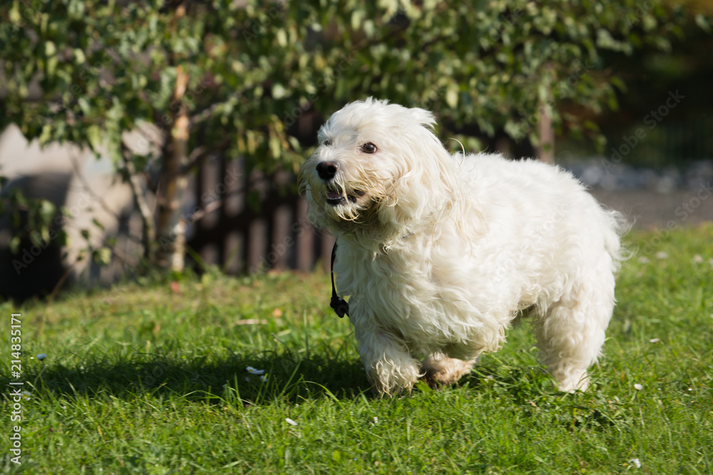 Portrait of a bichon dog living in Belgium Portrait of a bichon dog living in Belgium