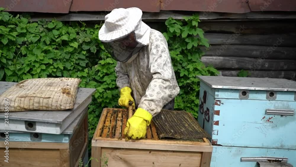 beekeeper works in an apiary in a protective suit. Inspection of hives. An apiary in the summer.
beekeeper works in an apiary in a protective suit. Inspection of hives. An apiary in the summer. beekeeper works in an apiary in a protective suit. Inspection of hives. An apiary in the summer.
beekeeper works in an apiary in a protective suit. Inspection of hives. An apiary in the summer.