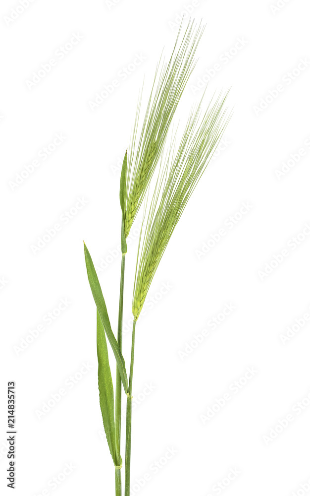 Two green spikelets of barley on white background Two green spikelets of barley on white background
