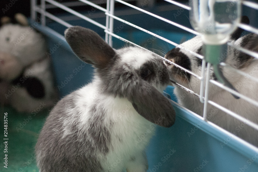 Obraz premium Bunny kiss
