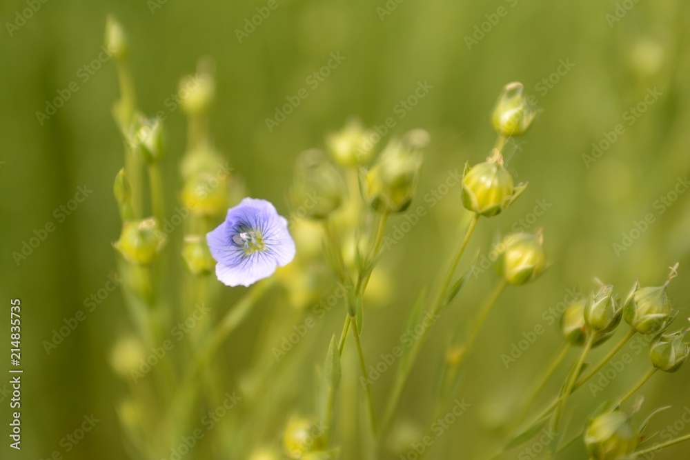 Fototapeta premium Close-up of a flax flower in a field&nbsp; and green seed balls&nbsp;on a blurred&nbsp;background.