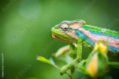 Close up image of a chameleon with vivid colors on a green background