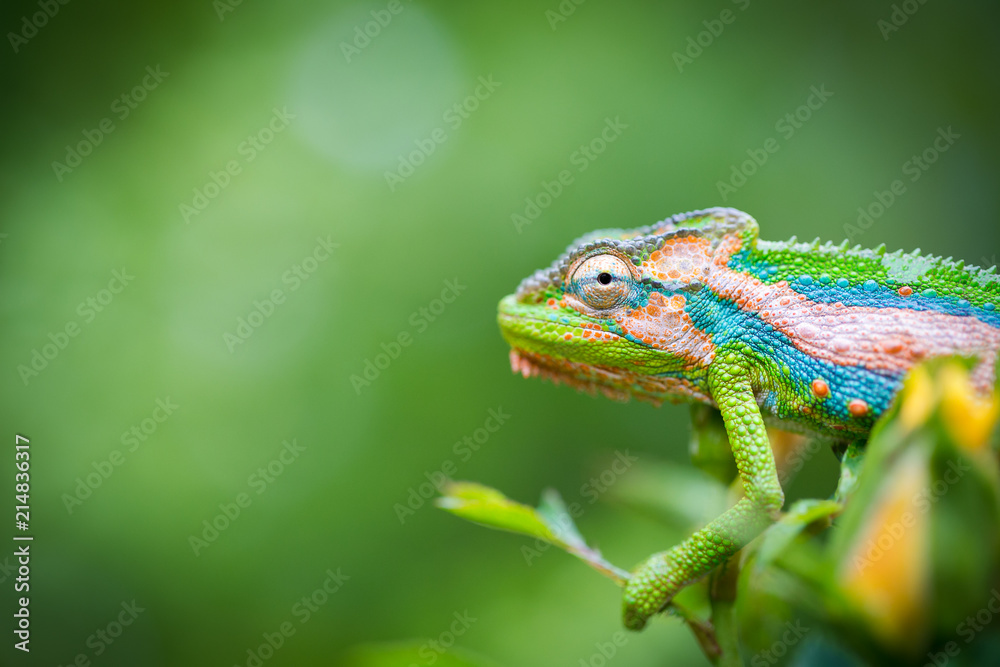 Close up image of a chameleon with vivid colors on a green background Close up image of a chameleon with vivid colors on a green background