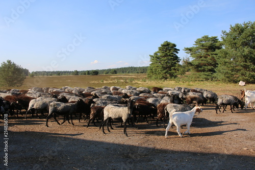 Große Schaf- und Ziegenherde auf dem Weg zu den Weidegründen. © S. Lorenzen-Mueller