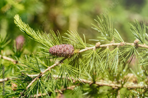 Pine cones growing on a fir tree in spring
