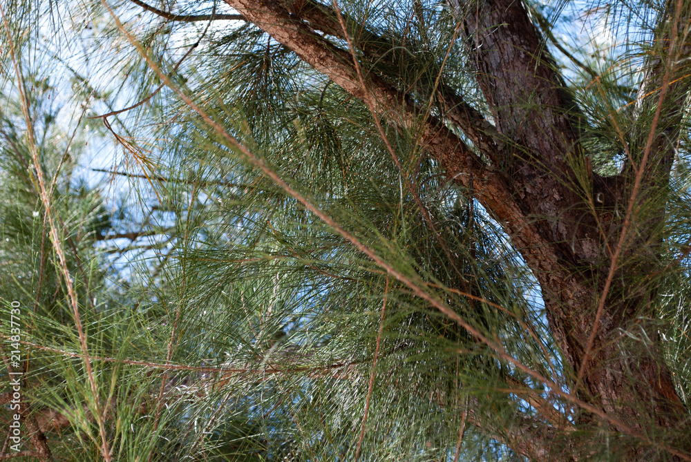 Fototapeta premium Just a tree