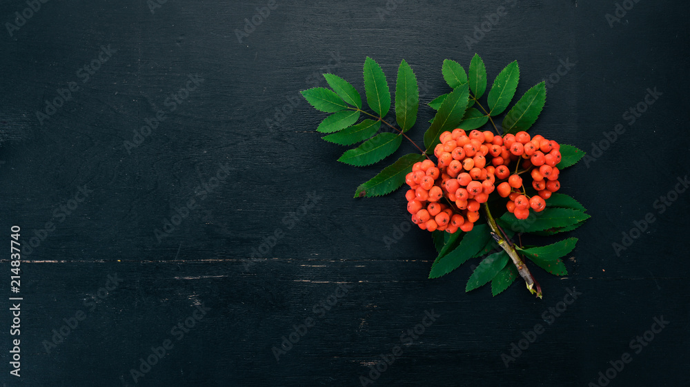 Red ashberry with leaves on a black wooden background. Top view. Free space for your text.