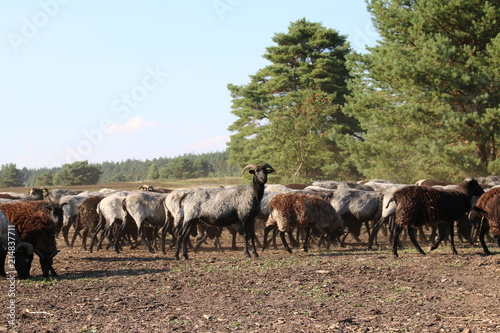 Wallpaper Mural Große Schaf- und Ziegenherde auf dem Weg zu den Weidegründen. Torontodigital.ca