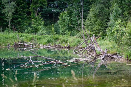 Forest lake at sunny summer day with clear water. Snag sticking out from water and reflecting.