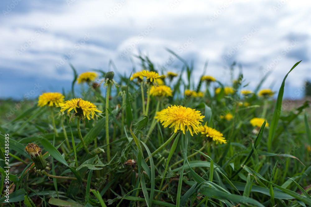 Obraz premium yellow dandelion in cloudy weather