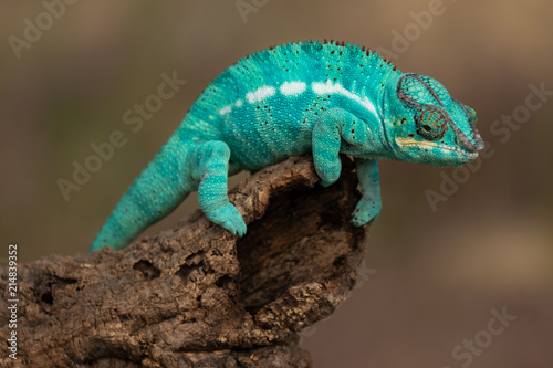 Amazing chameleon on a branch. Beautiful animal  very slow movement. Typical species from tropical exotic places  forest  jungle. Can be spotted during vacation and holidays. Wonderful experience.