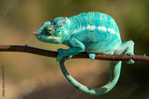 Amazing chameleon on a branch. Beautiful animal, very slow movement. Typical species from tropical exotic places, forest, jungle. Can be spotted during vacation and holidays. Wonderful experience.