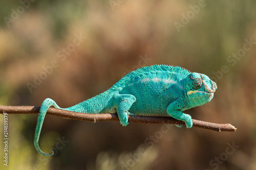 Amazing chameleon on a branch. Beautiful animal, very slow movement. Typical species from tropical exotic places, forest, jungle. Can be spotted during vacation and holidays. Wonderful experience.