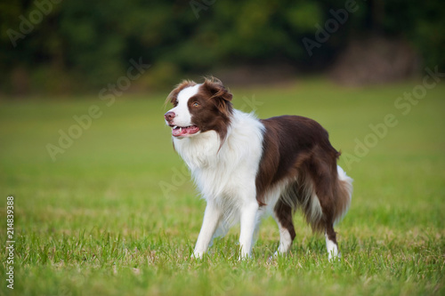 Border Collie R  de