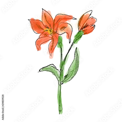 Fototapeta Naklejka Na Ścianę i Meble -  Orange lilies with green leaves. Romantic floral painting for birthday cards, invitations, design, scrapbooking, posters, prints. Red garden flowers, botanical day-lily illustration. Lilium plant