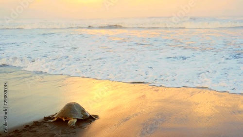 Atlantic ridley sea turtle back to the sea after spawning at sunset.  The Kemp's ridley sea turtle is the rarest species of sea turtle and is critically endangered. photo