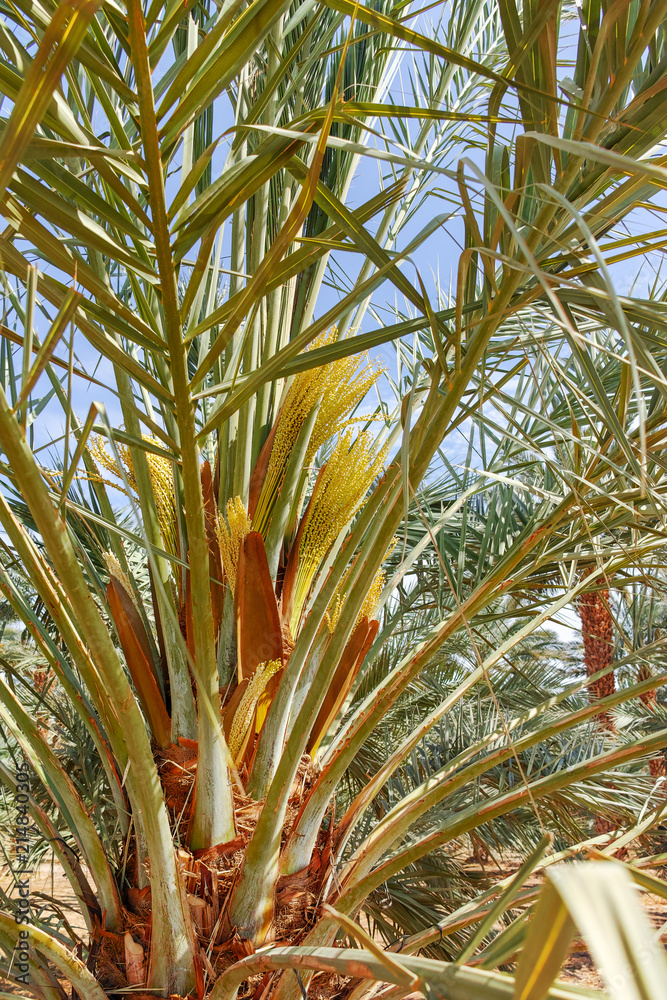 Fototapeta premium Plantation of Phoenix dactylifera, commonly known as&nbsp;date&nbsp;or&nbsp;date palm trees in Arava and Negev desert, Israel, cultivation of sweet delicious Medjool date fruits