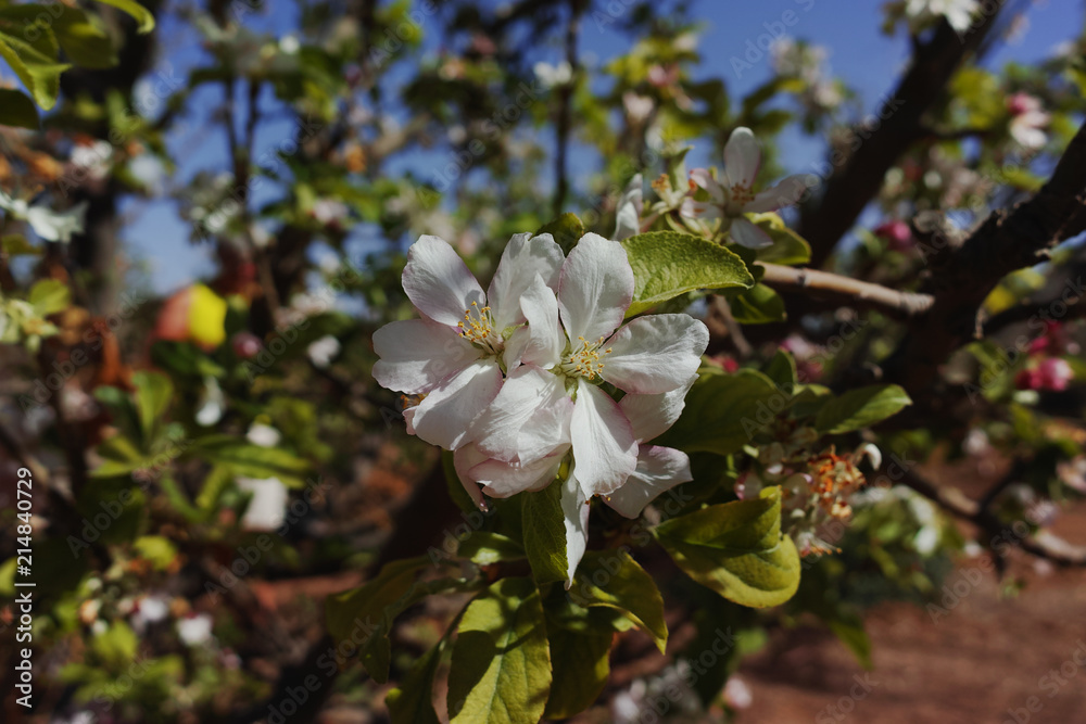 Beautiful pink apple tree blossom, springtime in kibbutz orchard Negev desert, Israel in February