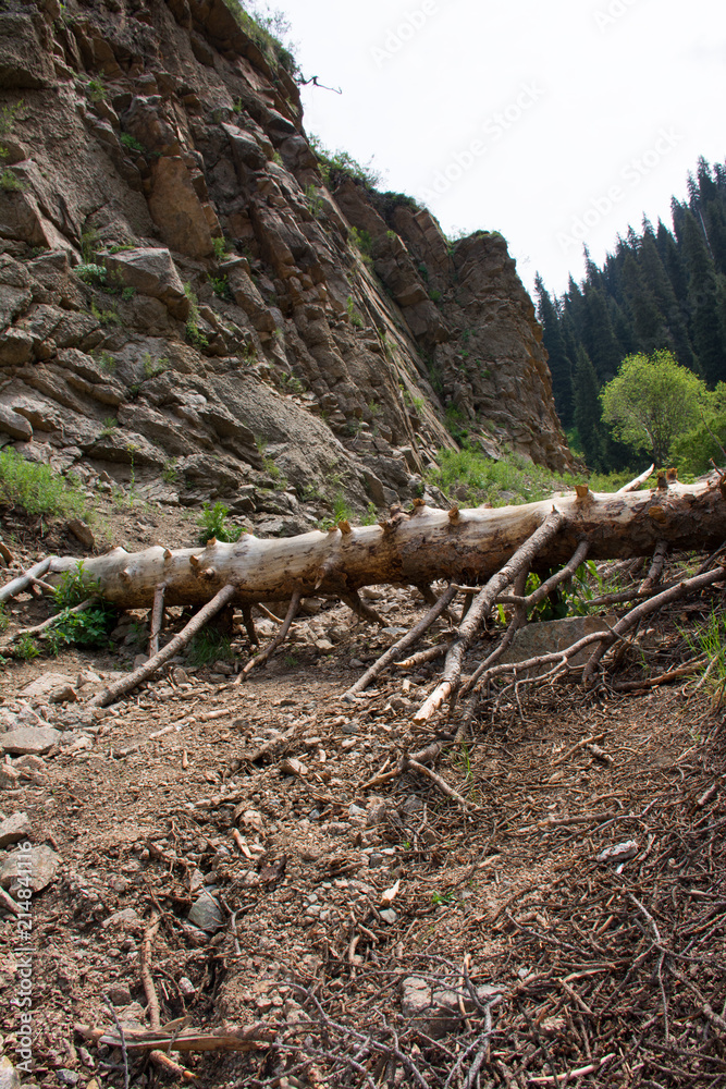 Fall down spruce on the mountain road. Kazakhstan. Central Asia. Fall down spruce on the mountain road. Kazakhstan. Central Asia.