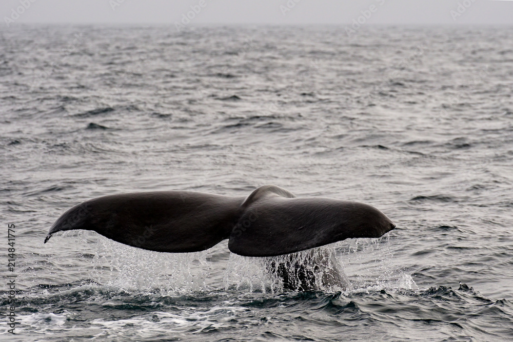 Fototapeta premium Fluke eines abtauchenden Pottwals
