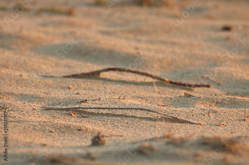 Dwie wygięte gałązki leżą równolegle na jasnym piasku, tło i pierwszy plan rozmyte, z bliska, zbliżenie