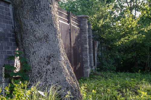 tree trunk near the gate on a green background