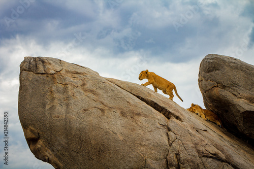 Fotografija Simba Cub